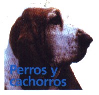 Perros y cachorros