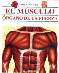 El músculo órgano de la fuerza