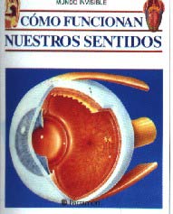 Cómo funcionan nuestros sentidos